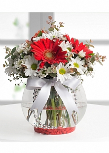 Papatya Gerbera Aşkı